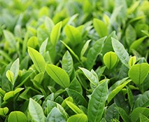 神农红茶发酵液