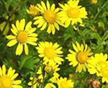 神农香菊香氛舒缓因子 神农香菊纯露