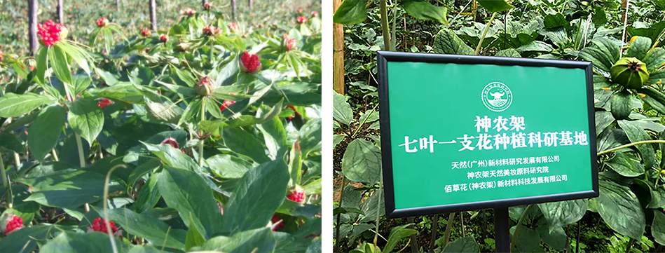 种植基地.jpg