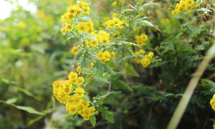 香菊图.jpg