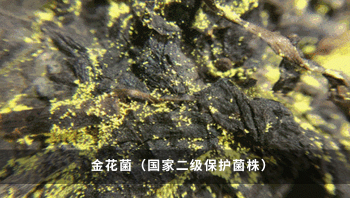 金花菌.jpg